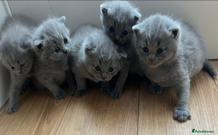 British Shorthair cats - Advert 7