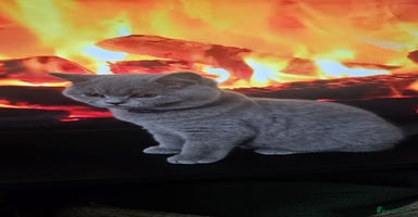 British Shorthair cats - Advert 11