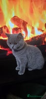British Shorthair cats - Advert 11