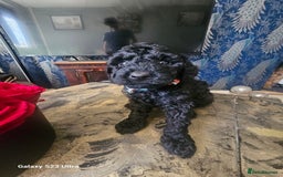 Miniature Poodle dogs for sale: Kc reg outstanding miniature Poodles in Stourbridge - Image 6