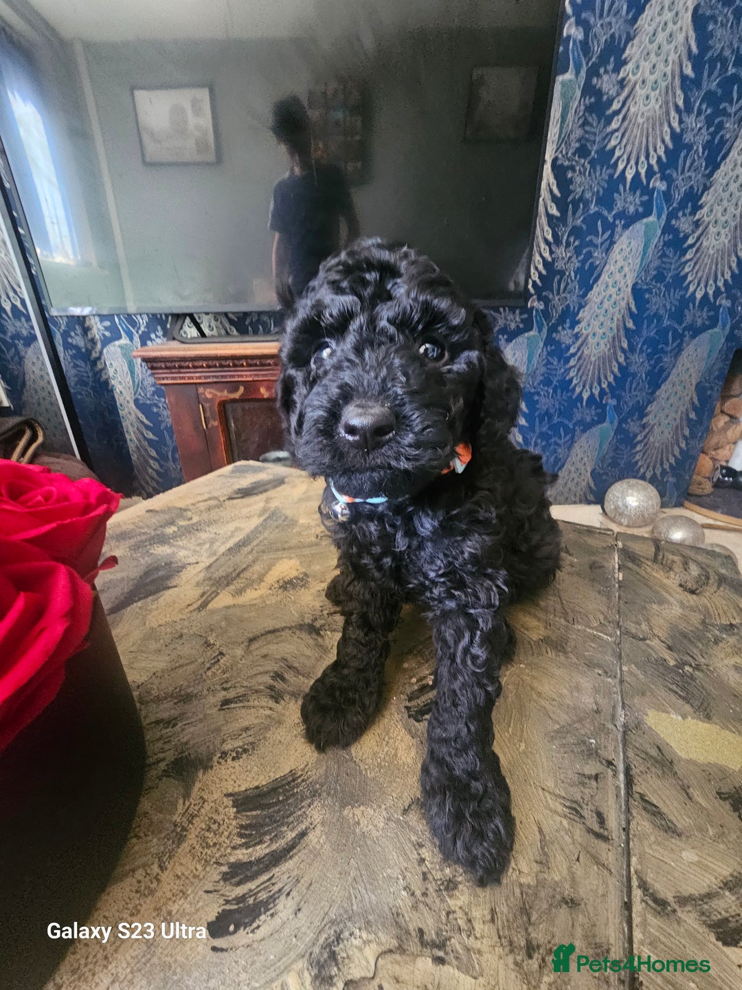 Miniature Poodle dogs for sale: Kc reg outstanding miniature Poodles in Stourbridge - Image 6