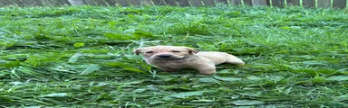 Labrador Retriever Puppy 3