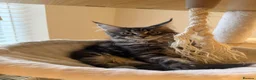 Maine Coon cats for sale: READY NOW last boy beautiful Maine Coon kittens - Advert 13
