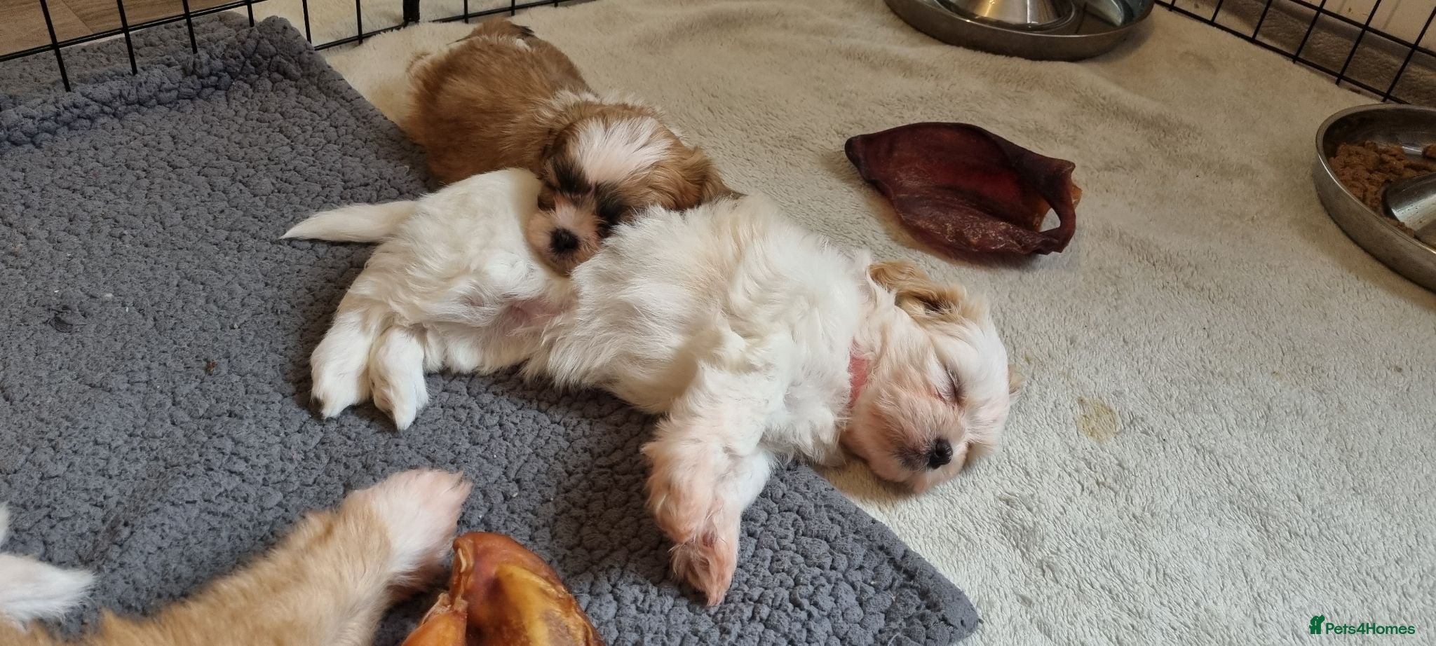 Shih Tzu dogs Shih tzu puppies for sale - Advert 1