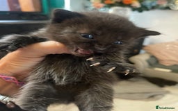 Domestic Shorthair cats for sale: Beautiful kittens  - Image 10