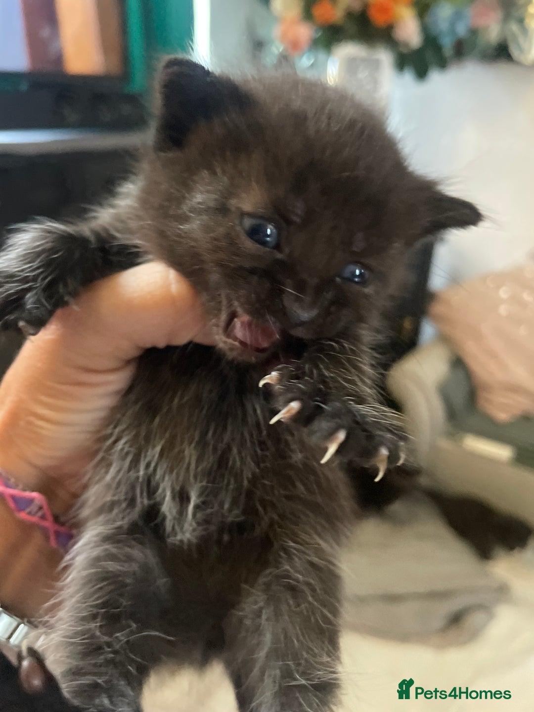 Domestic Shorthair cats for sale: Beautiful kittens  - Image 10