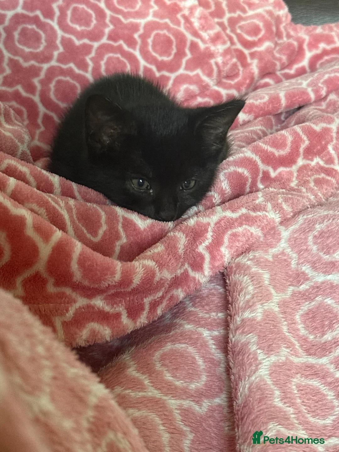 Mixed Breed cats for sale: Kittens £70 - £180 Manchester  - Advert 15