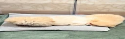 Pomeranian dogs for sale: Lovely Real Pomeranian Teddy Bear Puppies  - Advert 6