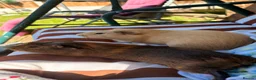Guinea Pig rodents for sale: A pair of guinea pig boars  in York - Advert 1