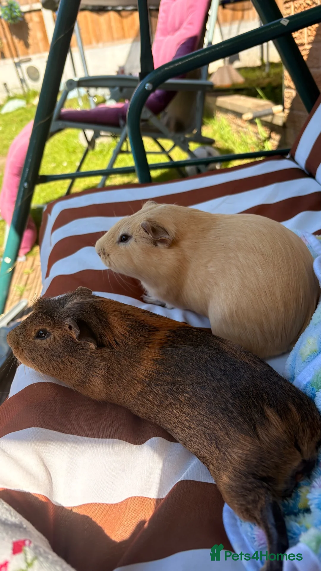 Guinea Pig rodents for sale: A pair of guinea pig boars  in York - Advert 1
