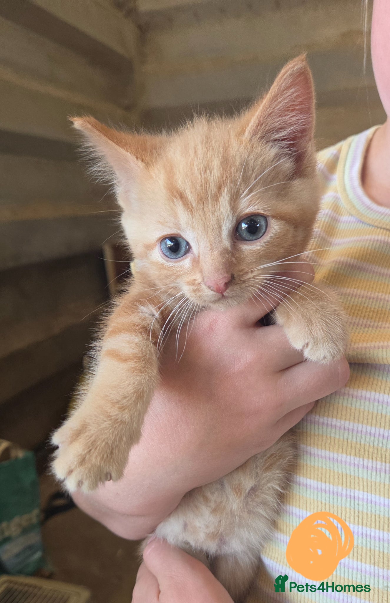 Mixed Breed cats for sale: Farm Kittens  - Advert 6