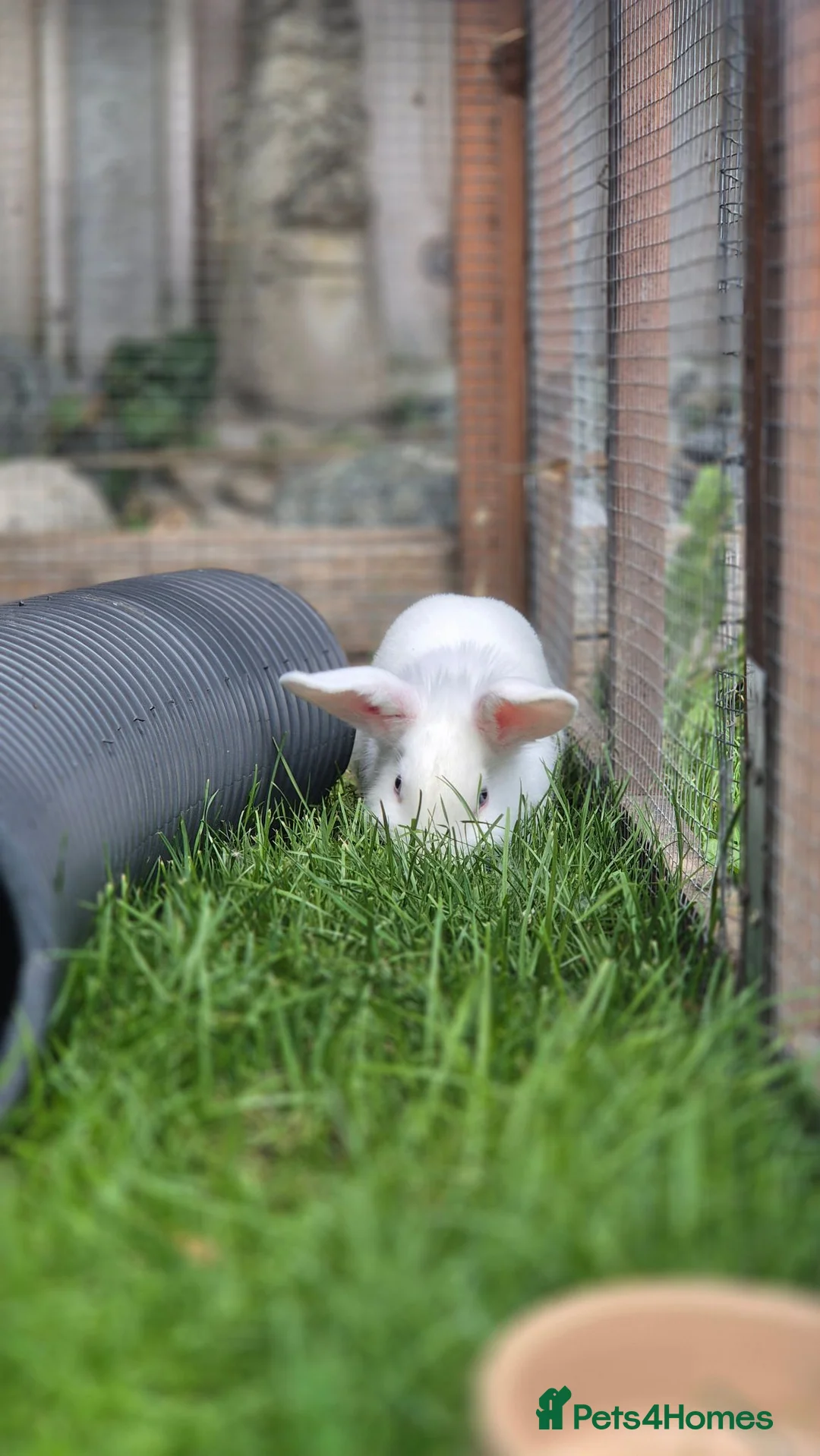 Mixed Breed rabbits for sale: Aurora vaccinated neutered - Advert 4