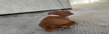 Cavalier King Charles Spaniel 2