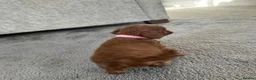 Cavalier King Charles Spaniel dogs for sale: Cavalier King Charles Spaniel Puppies in Weymouth - Advert 8