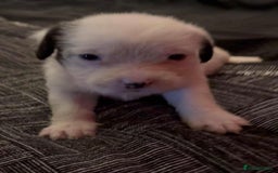 Mastiff dogs for sale: Mastiff puppies  - Image 9