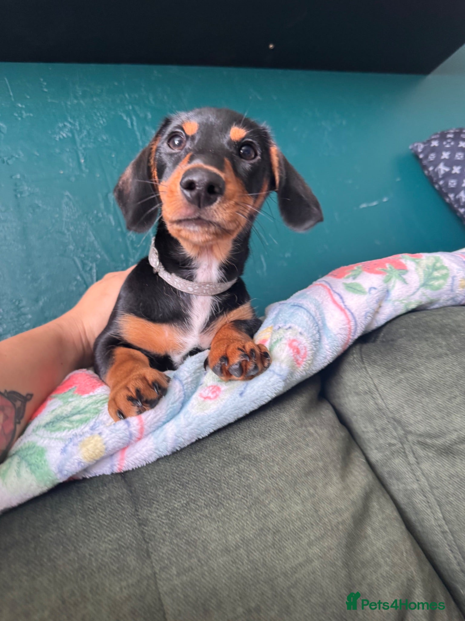 Miniature Dachshund dogs 1 handsome KC registered boy available  - Advert 2
