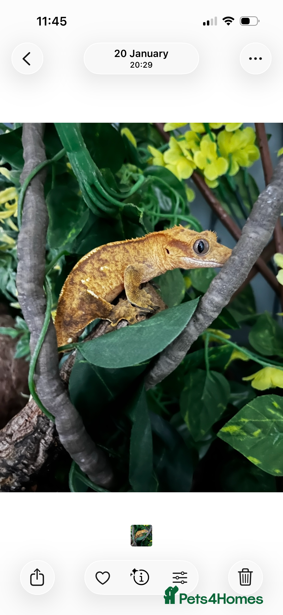 Gecko reptiles Gary gecko and enclosure  in Witney - Advert 11