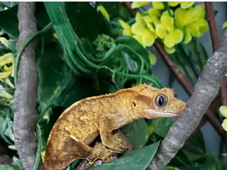 Gecko reptiles Gary gecko and enclosure in Witney - Advert 11