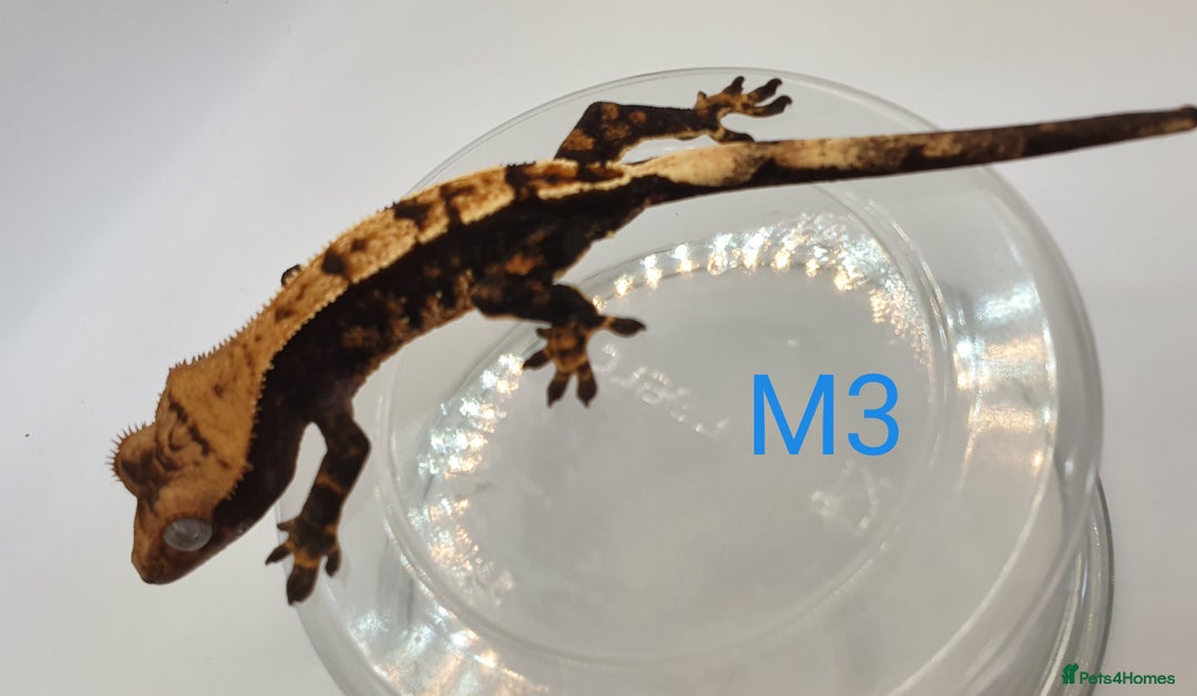 Gecko reptiles for sale: Juvenile Crested Geckos - Image 7