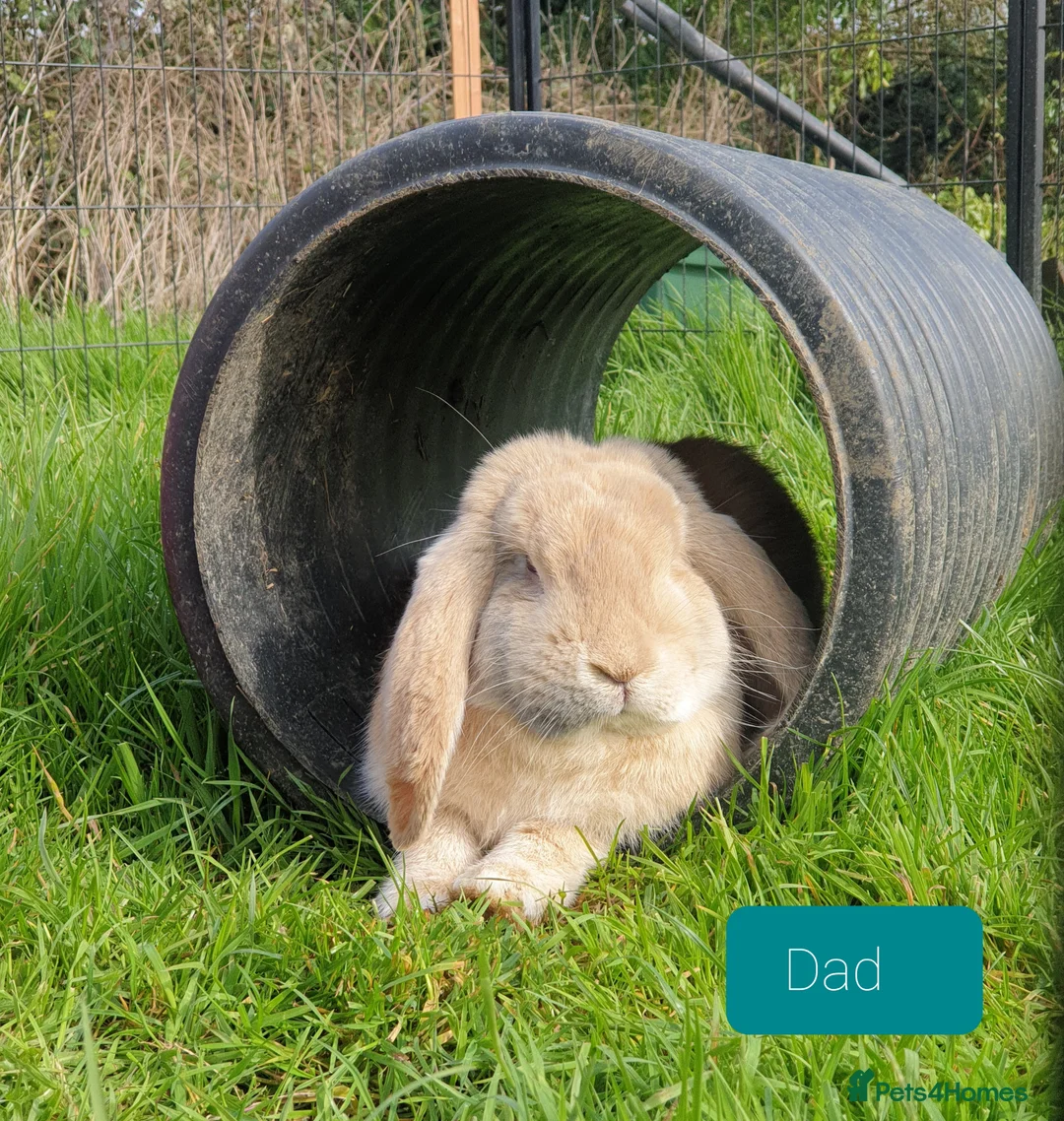 French Lop rabbits for sale: Beautiful Grey French Lops in Woodbridge - Advert 7