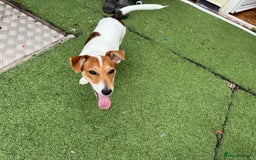 Jack Russell dogs for sale: Looking for a loving home for Jacko - Image 2