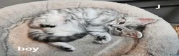 Maine Coon cats for sale: Large Maine Coon kittens regd European bloodline - Advert 17