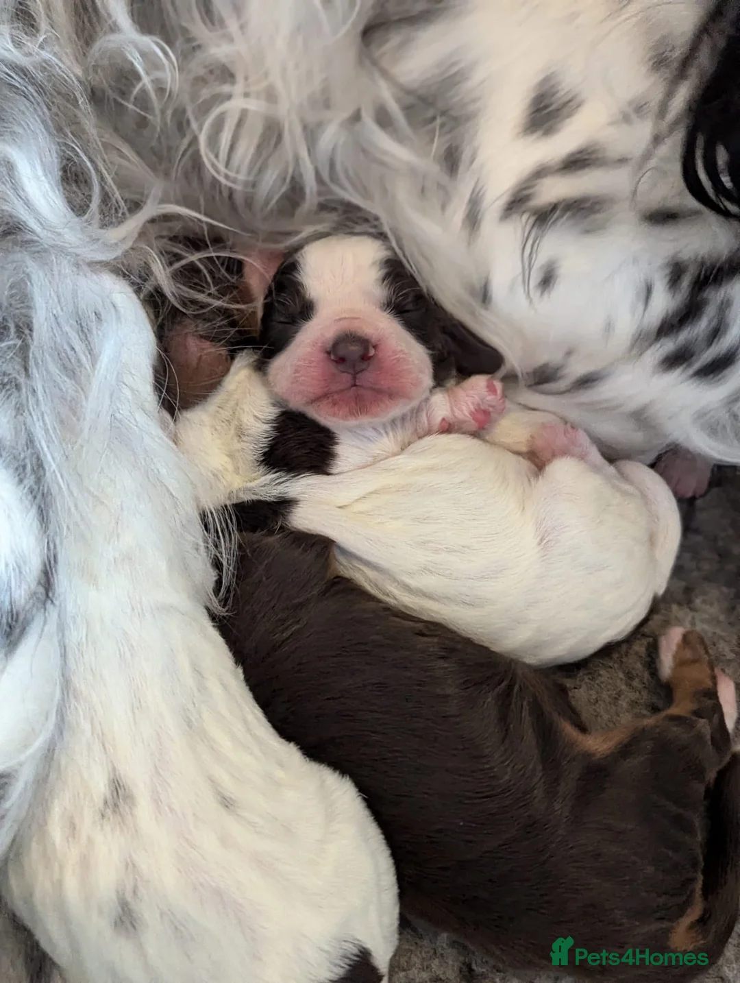 Cocker Spaniel dogs for stud: KC Pedigree Cocker Spaniel FULL DNA TESTS in Bristol - Advert 12