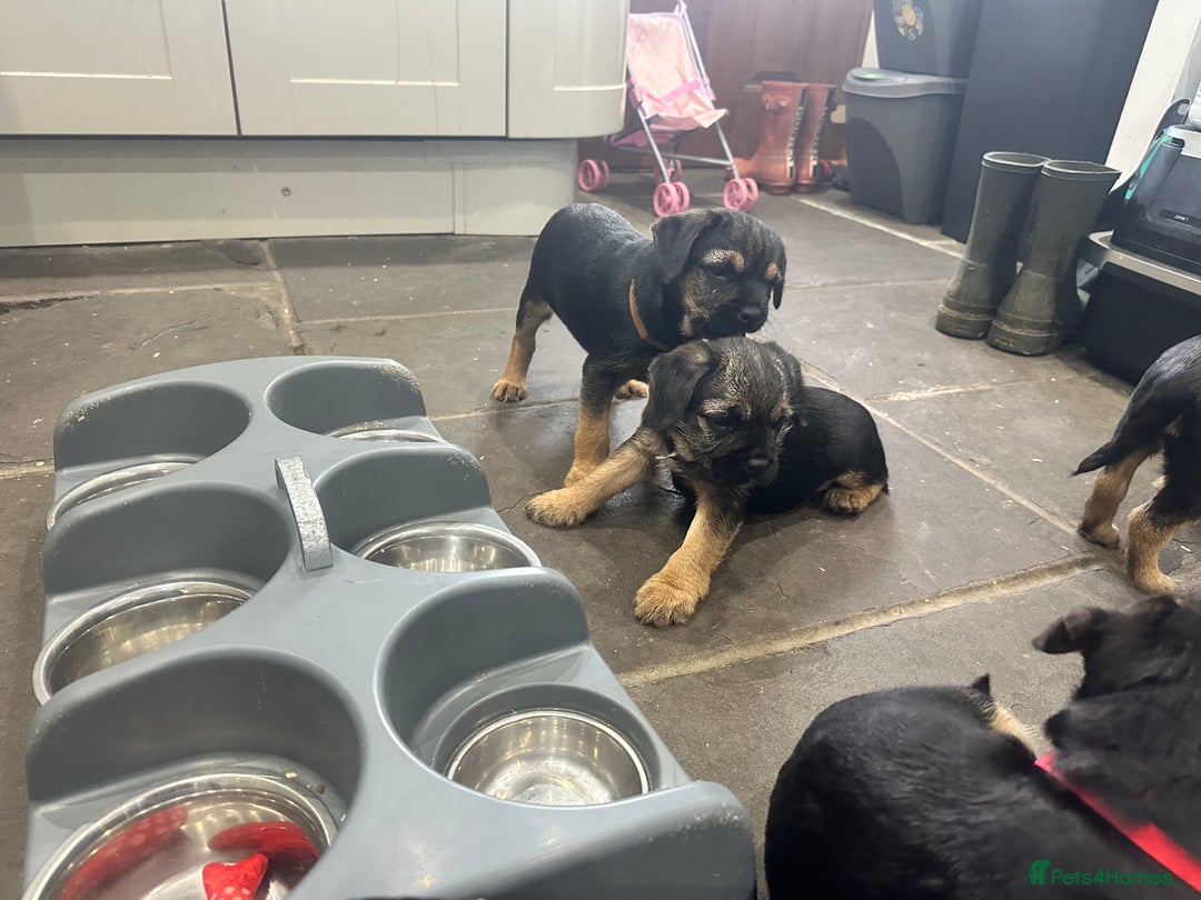 Border Terrier dogs for sale: Border Terrier Pups -Beautiful Pedigree  - Image 34