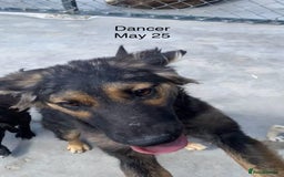 Mixed Breed dogs for adoption: Dancer, Approx 13 months, Available for adoption. - Image 16