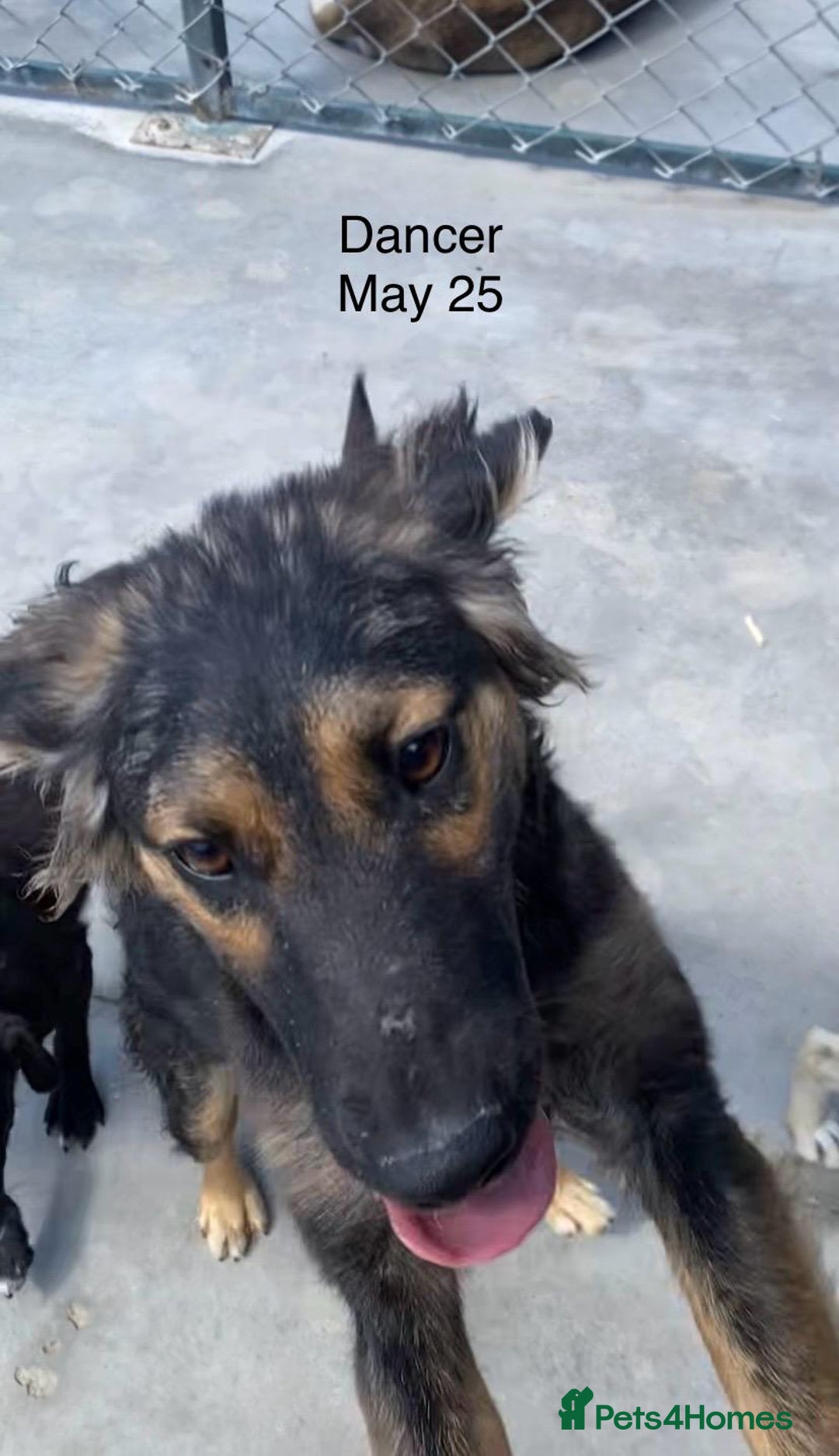 Mixed Breed dogs for adoption: Dancer, Approx 13 months, Available for adoption. - Image 16
