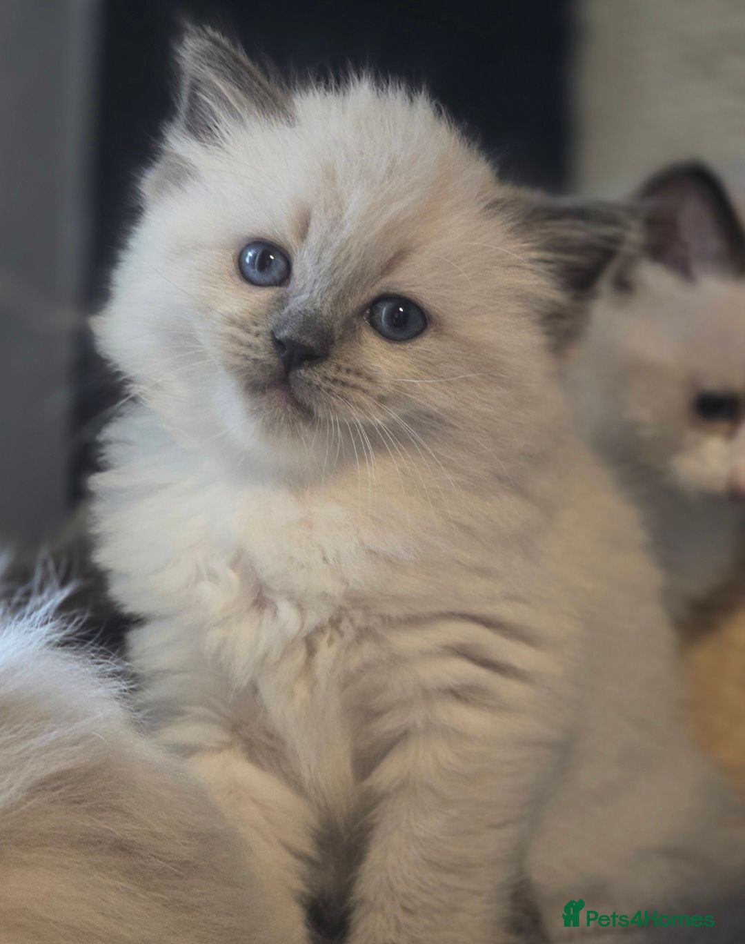Ragdoll cats ✨️ Beautiful TICA-Registered Ragdoll Kittens ✨️ - Advert 2