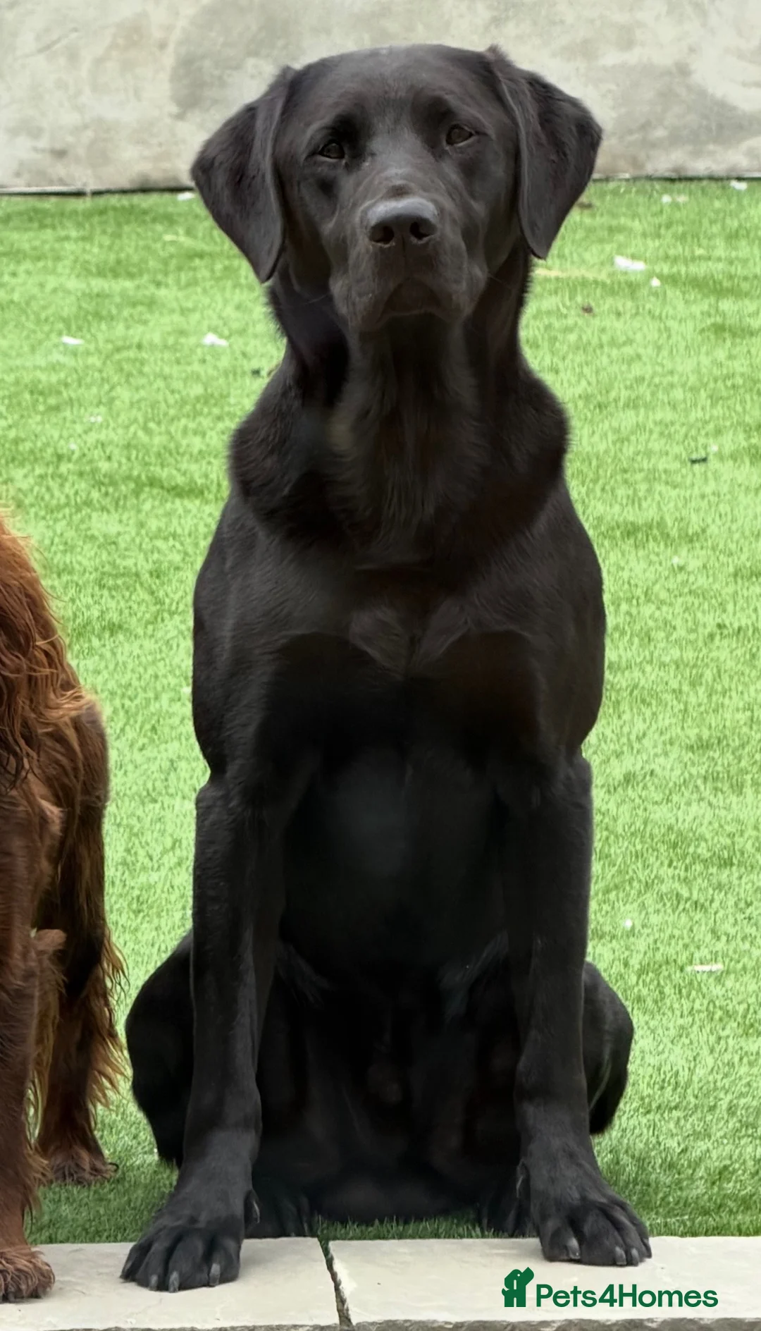 Labrador Retriever dogs for stud: Harry  in Darlington - Advert 1