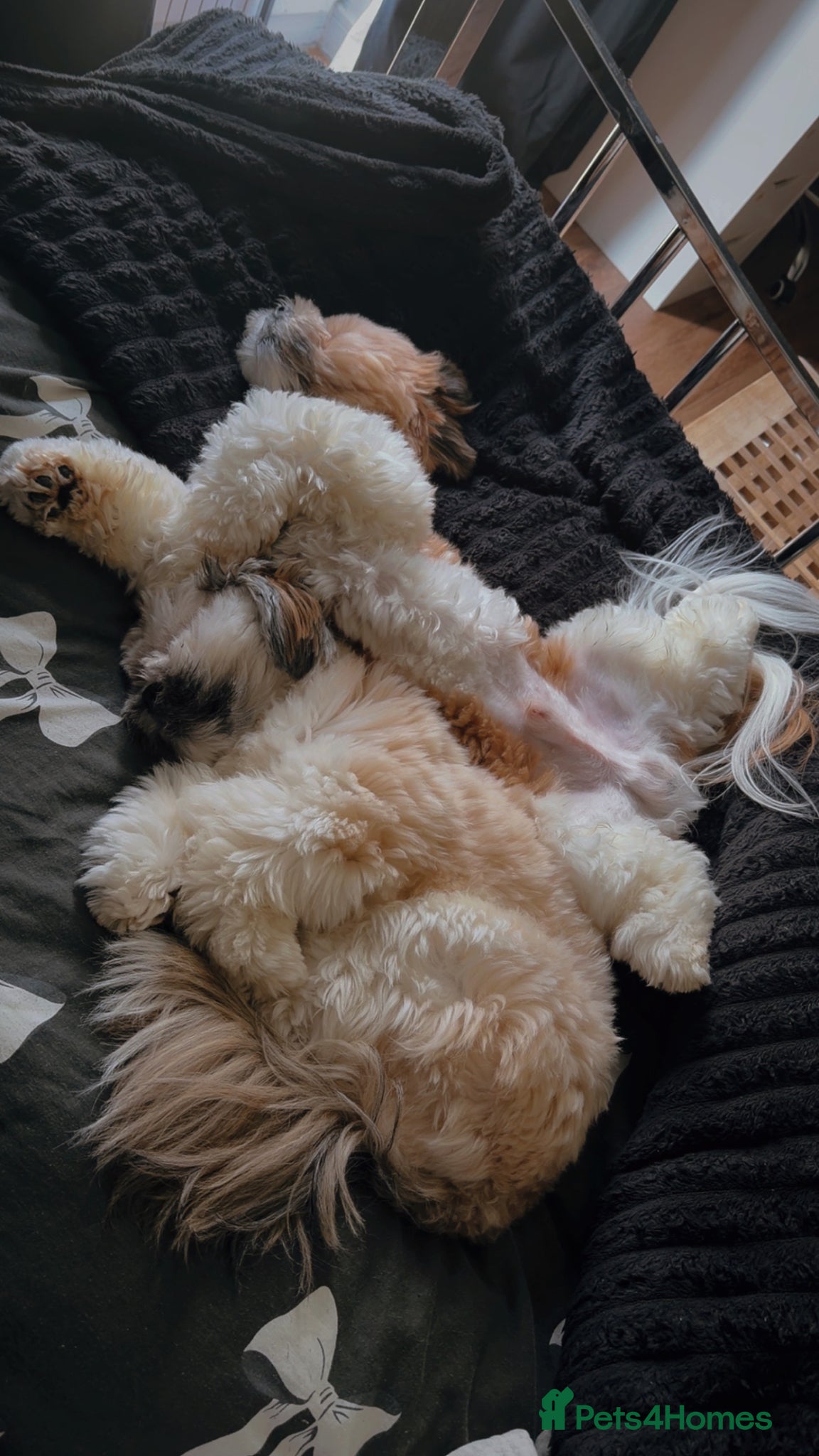 Lhasa Apso dogs 2 male lhaso apsos  - Advert 1