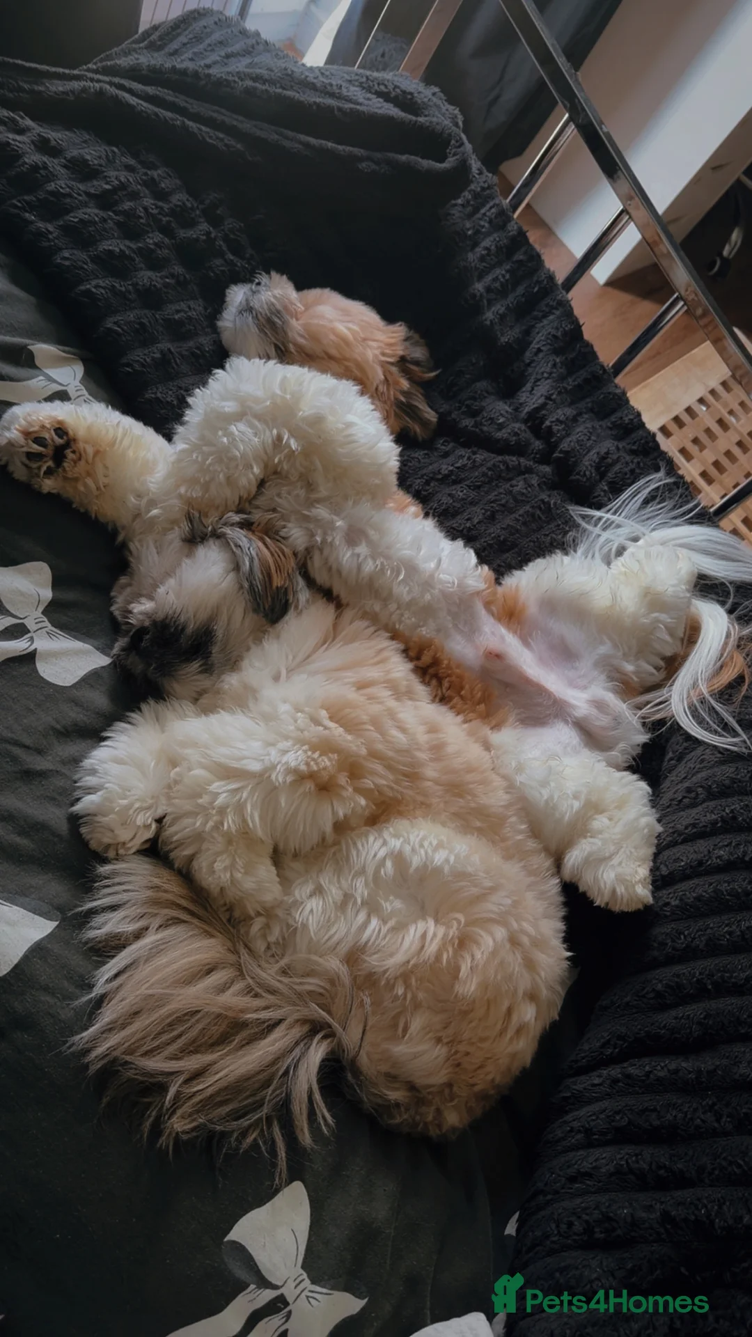 Lhasa Apso dogs for sale: 2 male lhaso apsos  in Birmingham - Advert 1