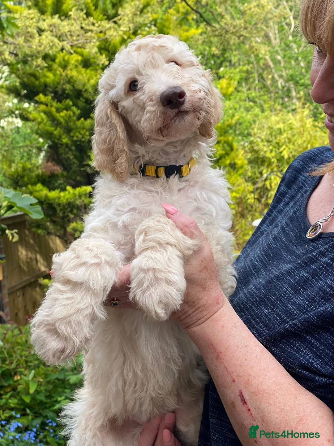 Standard Poodle dogs for stud: KC Registered standard poodle stud - Advert 11