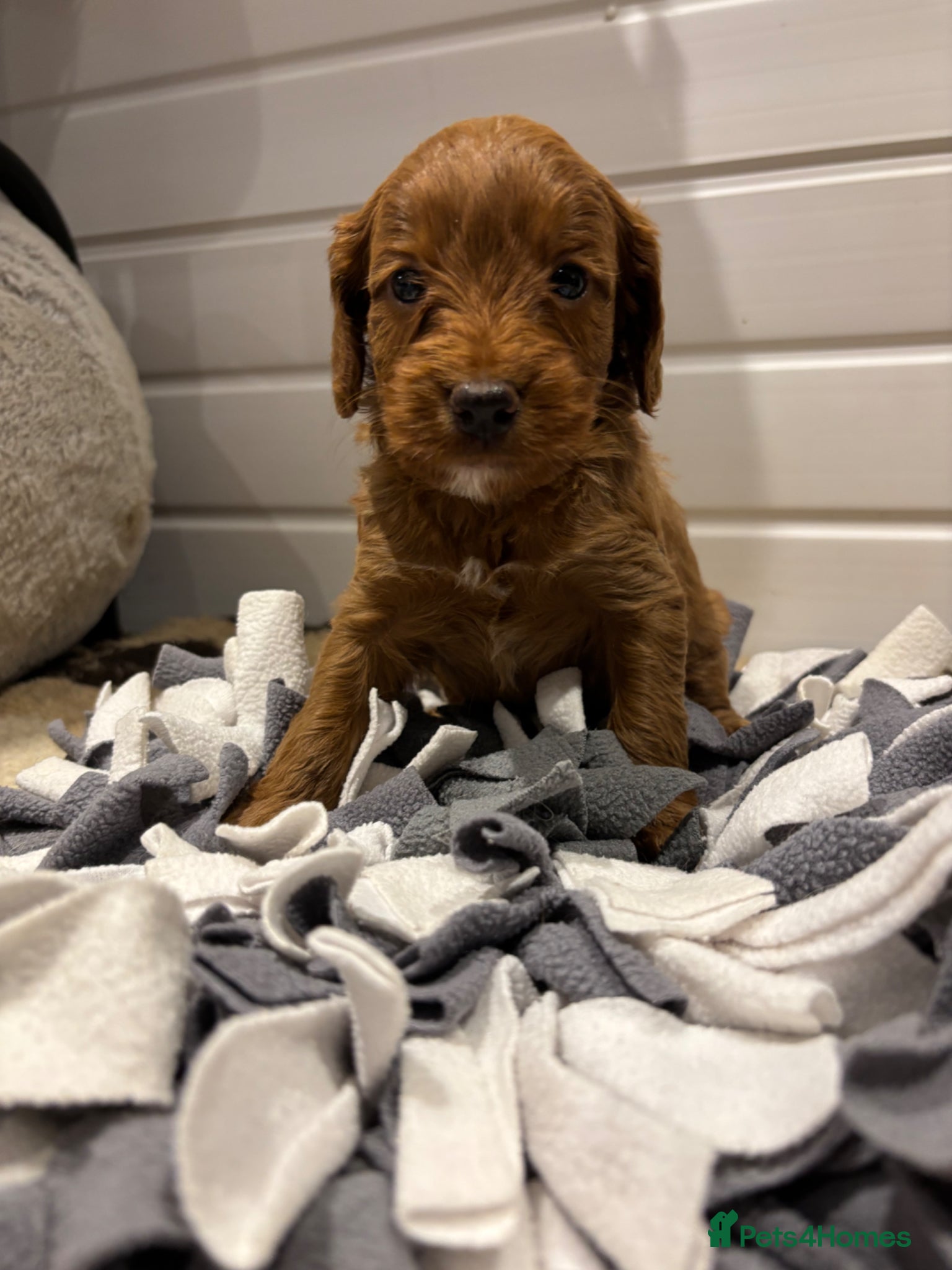 Cockapoo dogs *Hereditary clear Cockapoo Puppies 💜🐶* - Advert 11