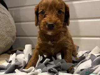 Cockapoo dogs *Hereditary clear Cockapoo Puppies 💜🐶* - Advert 11