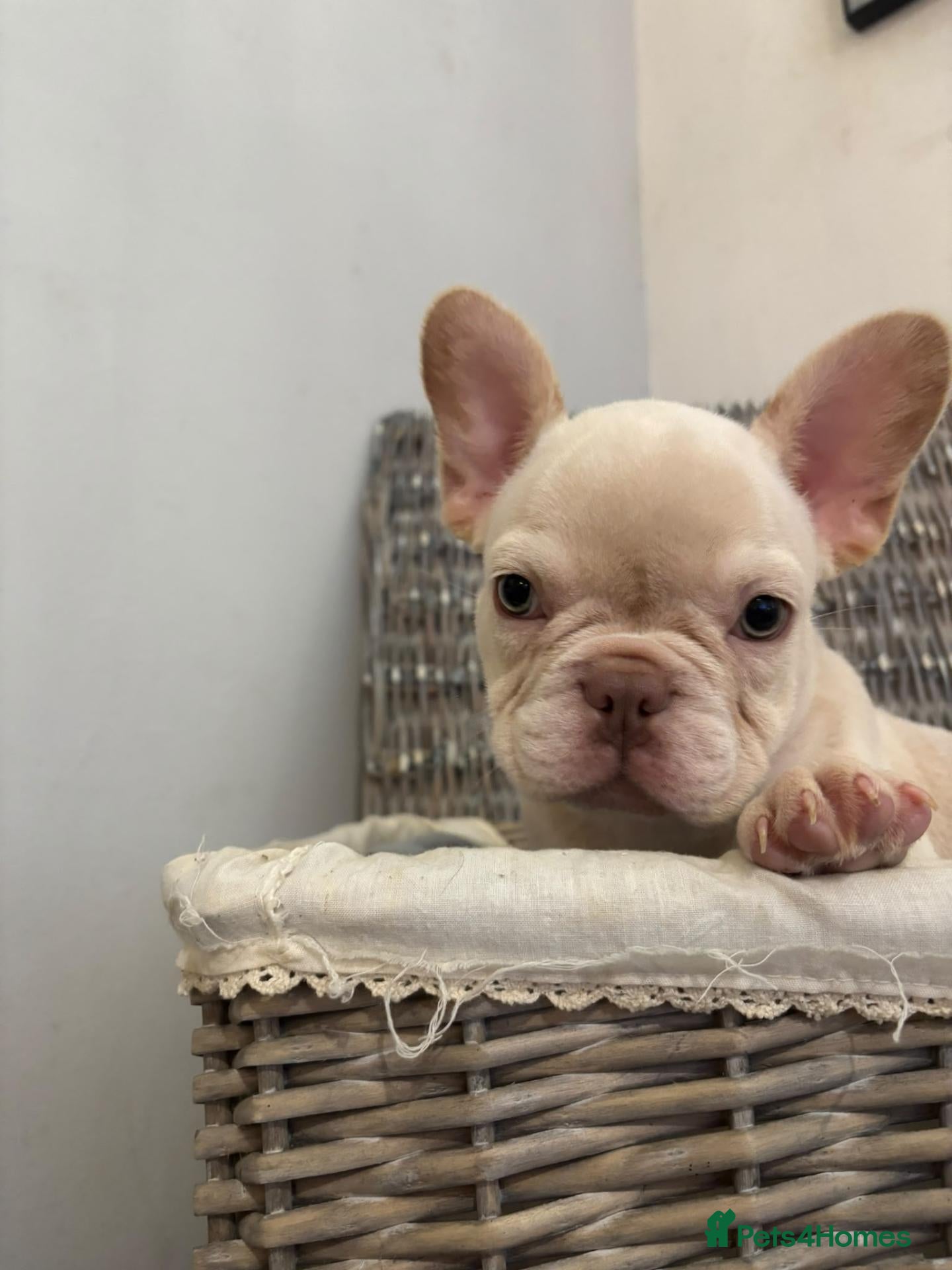 French Bulldog dogs Beautiful quality pups ready to leave - Advert 4