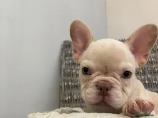 French Bulldog dogs Beautiful quality pups ready to leave - Advert 4