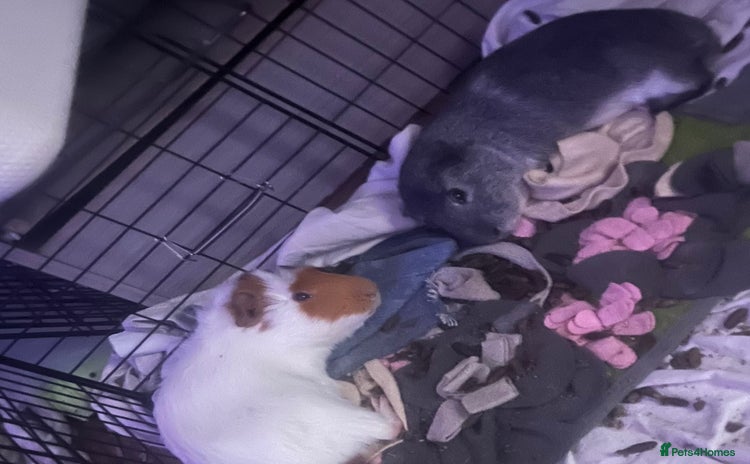 Guinea Pig rodents - Advert 1