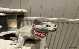 Russian Blue cats for sale: (TOP QUALITY) TICA REGISTERED RUSSIAN BLUE KITTENS - Image 3