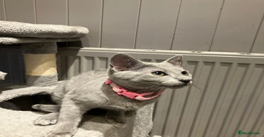 Russian Blue cats - Advert 3