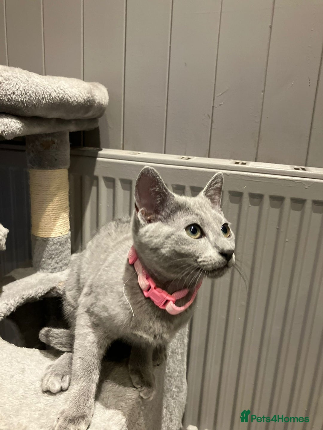 Russian Blue cats for sale: (TOP QUALITY) TICA REGISTERED RUSSIAN BLUE KITTENS - Image 3
