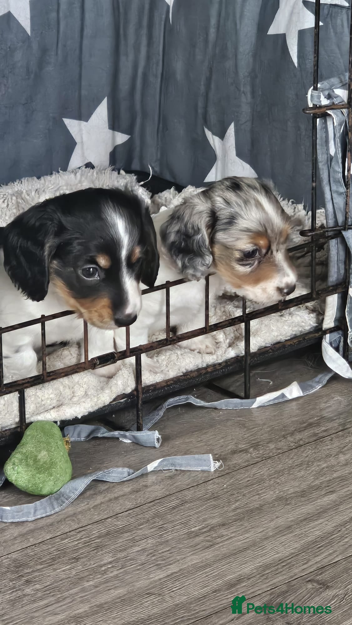 Dachshund dogs Miniature long haired dachshund puppies - Advert 1