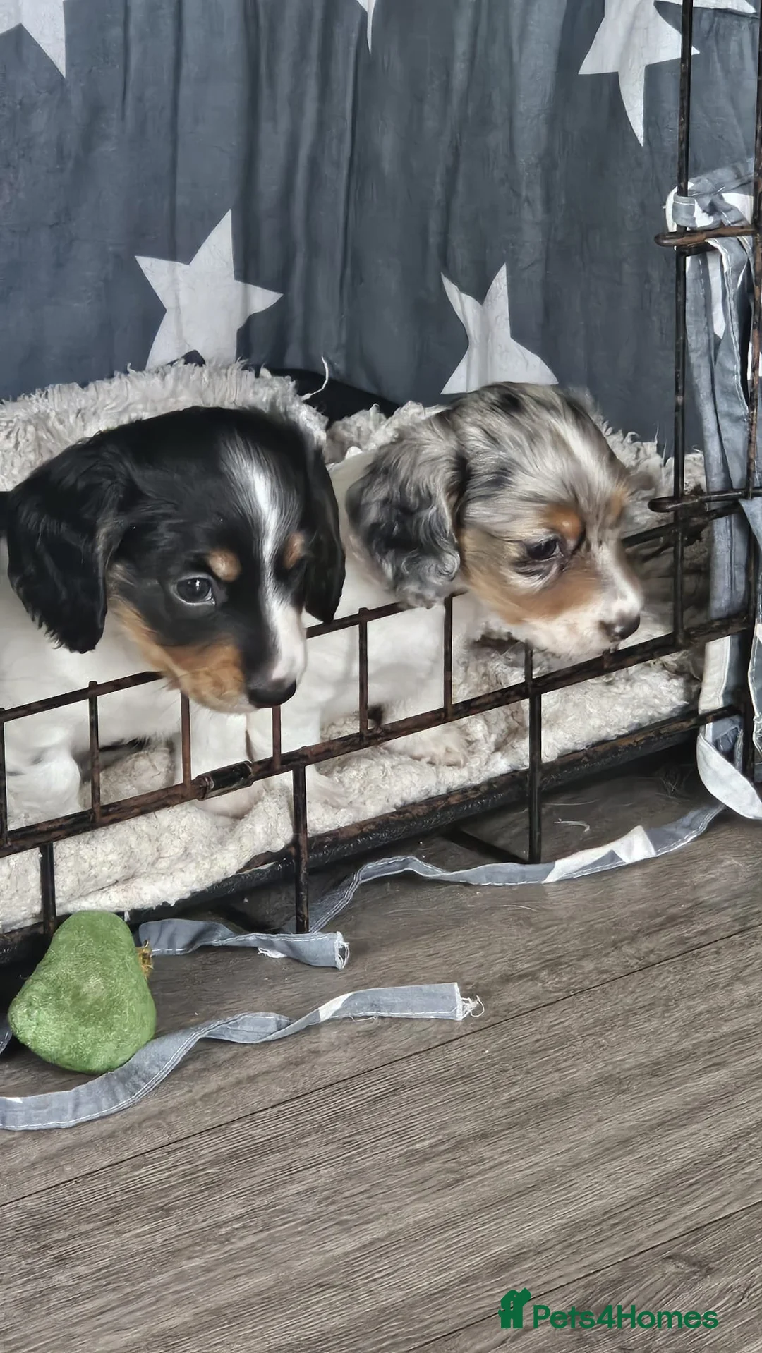 Dachshund dogs for sale: Miniature long haired dachshund puppies - Advert 1