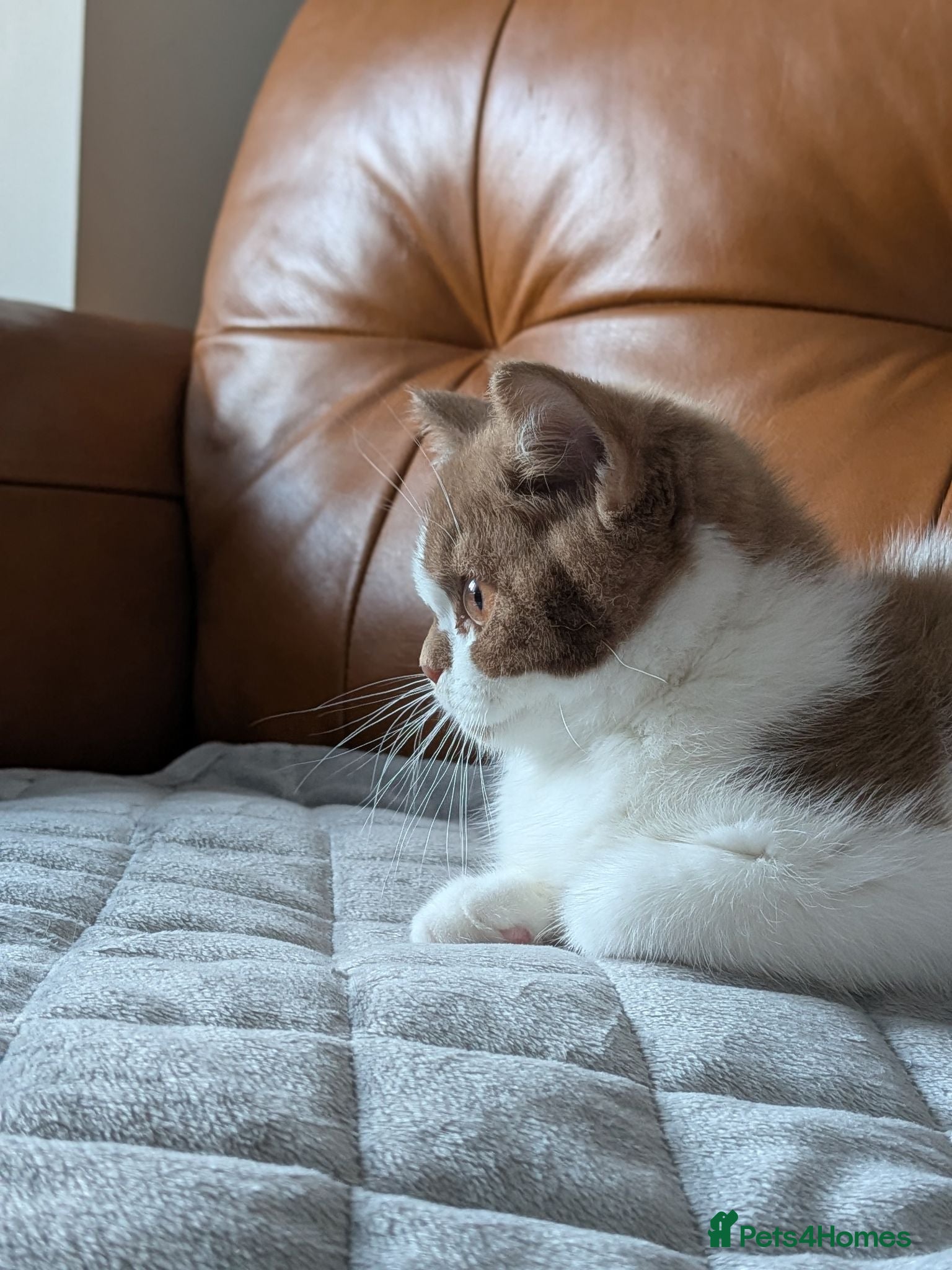 British Shorthair cats GCCF Registered Kittens  - Advert 1