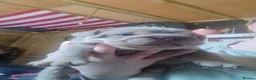 English Bulldog dogs for sale: 5 Generation 5 week old  chunky British  bulldogs  - Advert 8