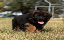 German Shepherd dogs for sale: Guardian Shepherd Dogs!!! - Image 6