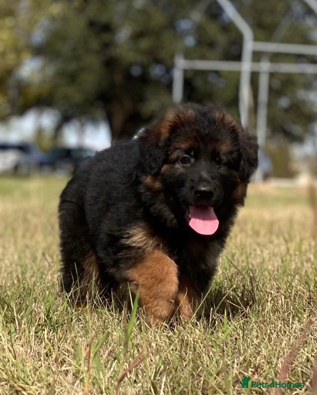 German Shepherd dogs for sale: Guardian Shepherd Dogs!!! - Image 6