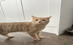 British Shorthair cats for sale: British short hair/ bengal mixed breed - Image 4